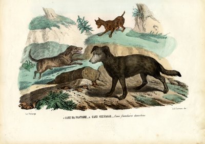Hunde, 1863-79 von Raimundo Petraroja